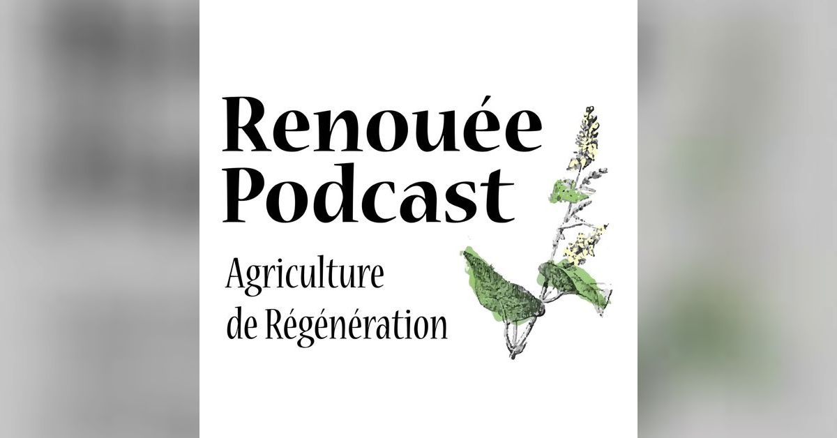 Illustration — Renouée — Agriculture de régénération