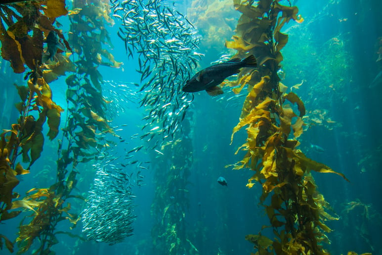 Monterey, CA - Monterey Bay