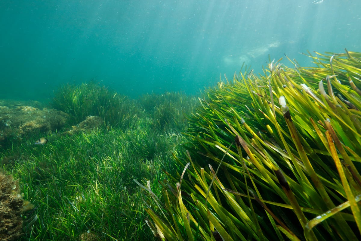 Seagrass meadows