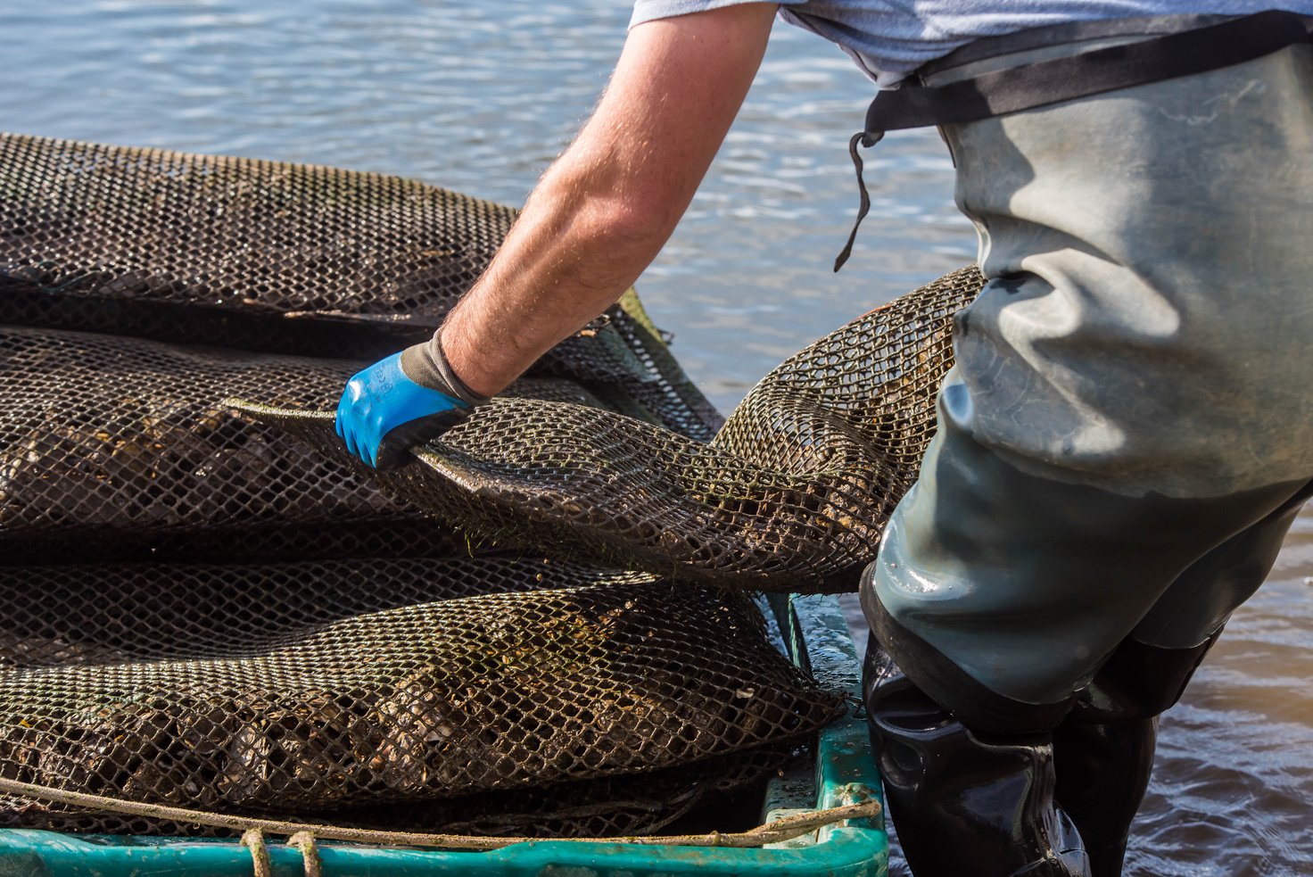 oyster farmer harvesting oysters close-up