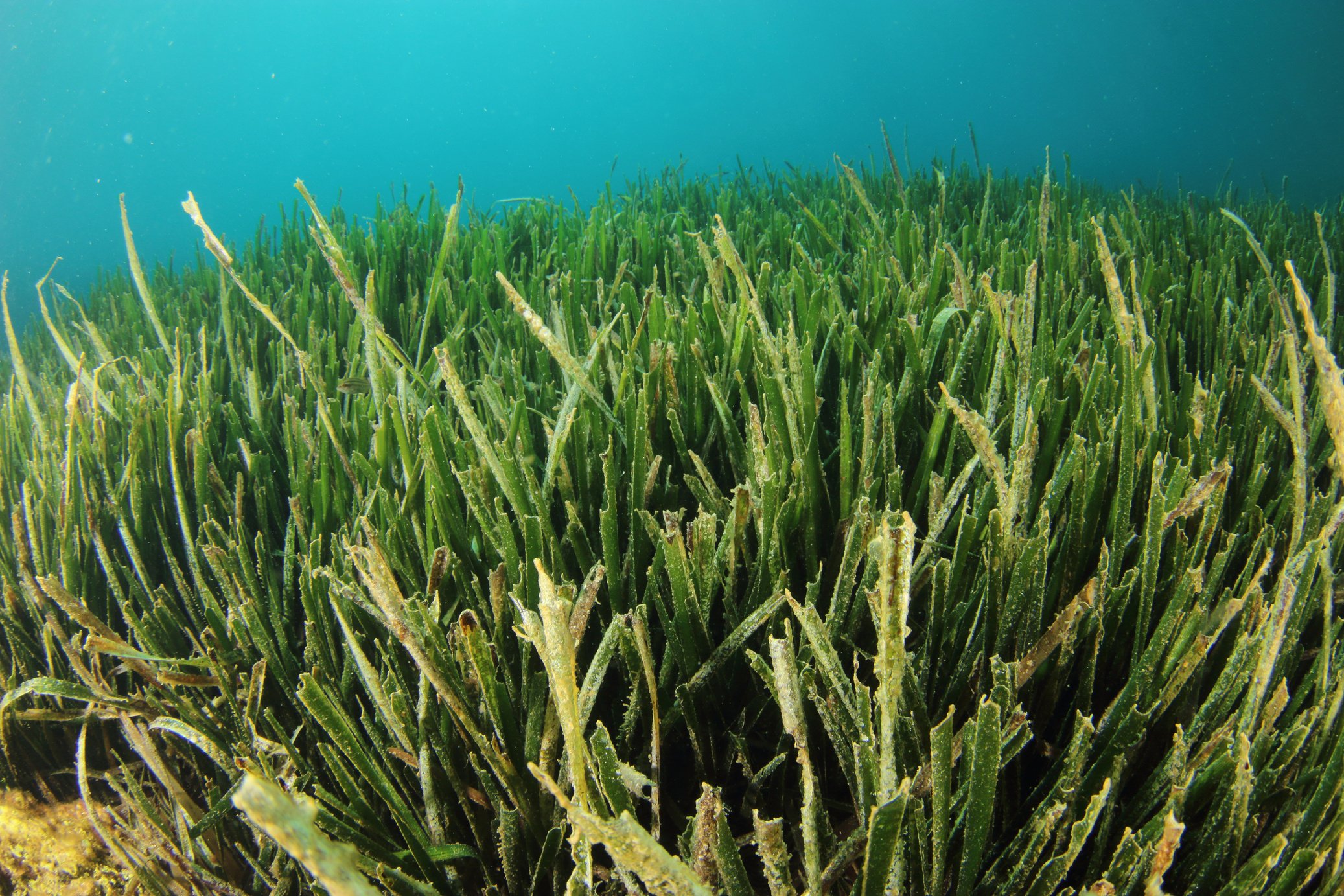 Posidonia seagrass meadow